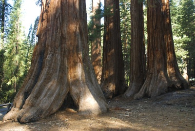 Yosemite National Park, Mariposa Grove Sequoias stand_of_sequoias