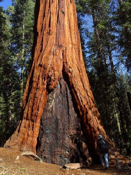 Yosemite National Park, Giant Sequoia Giant_Sequoia