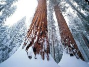 Giant Sequoias Giant Sequoias
