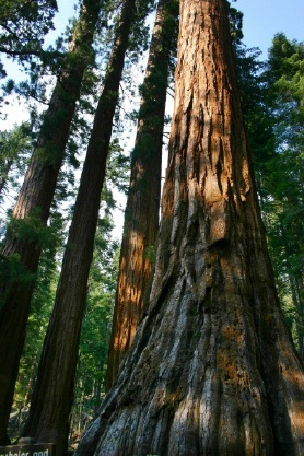 Mariposa Grove of Giant Sequoias