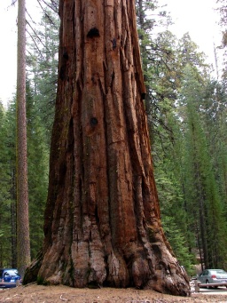 Yosemite national park sequoia