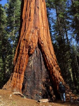 Giant_Sequoia