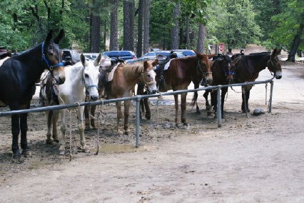 Yosemite Valley Stables